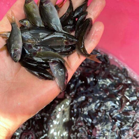 南宁经本苗场培育的河花鲤鱼苗品种优良，抗病能力强成活率高。