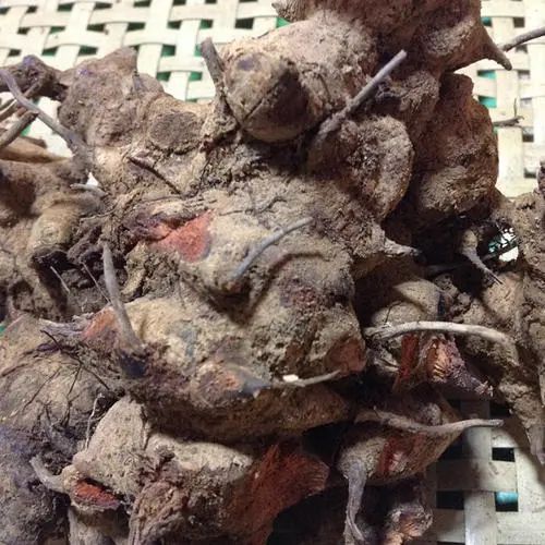 菝葜  金刚藤，煲汤，泡酒