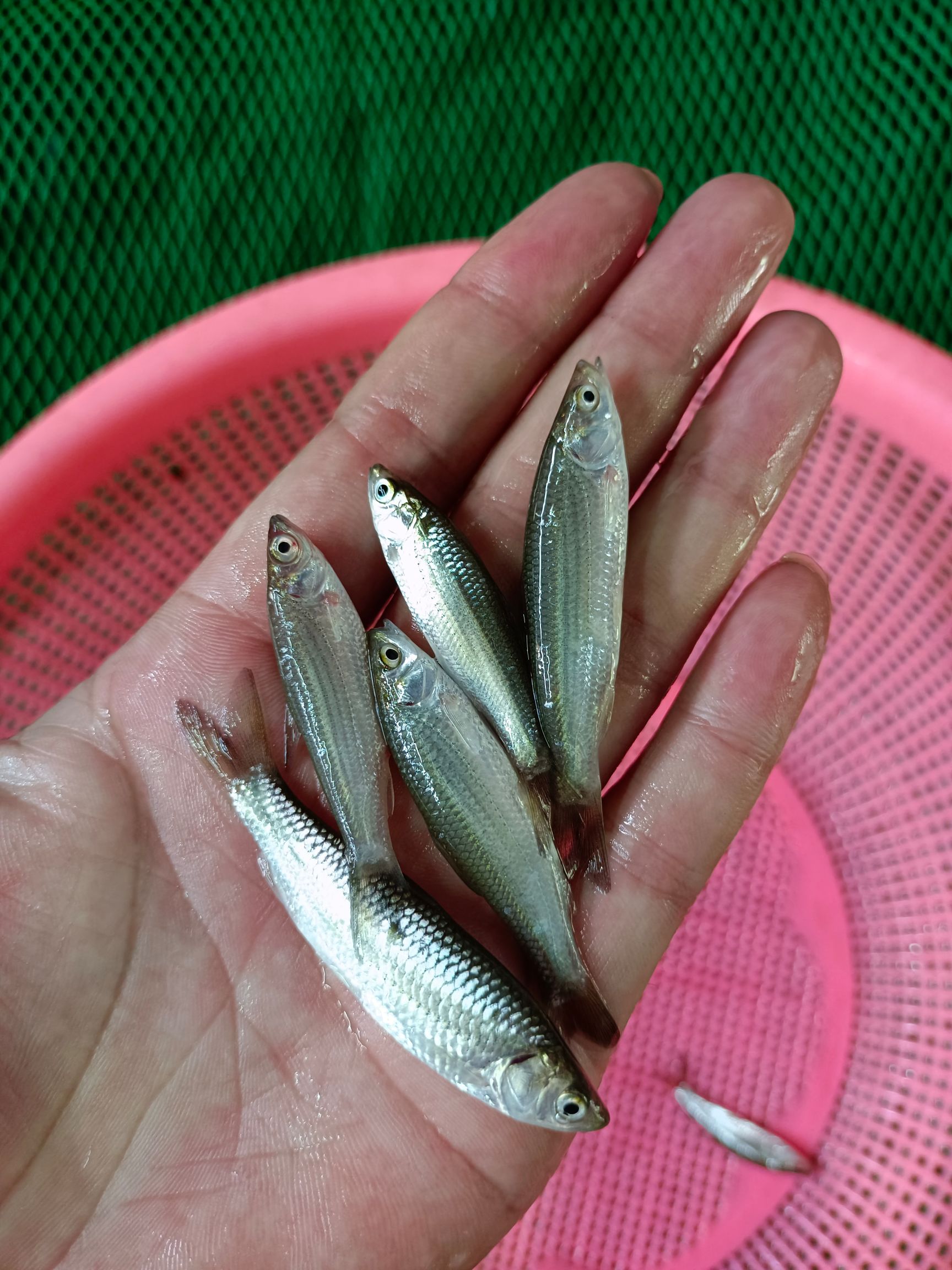 赤眼鳟鱼苗.赤眼鲮鱼苗.场地直销.诚信经营，量大从优，