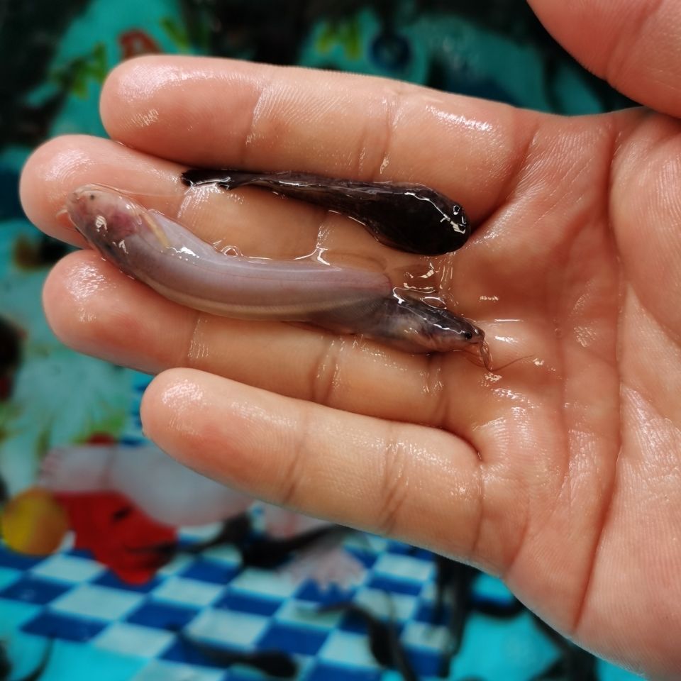 批发各种优良品种鱼苗