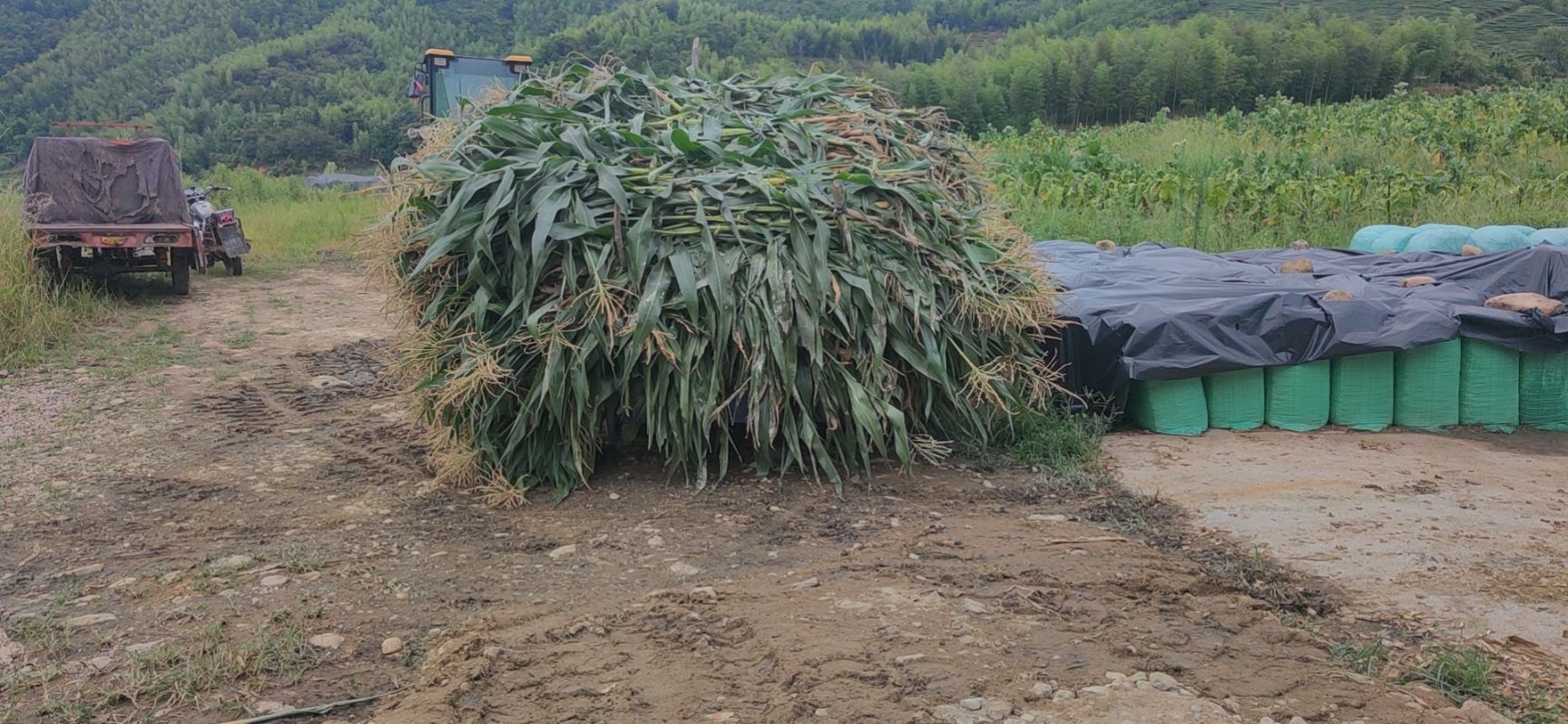 青储草  青储饲料，玉米桔梗