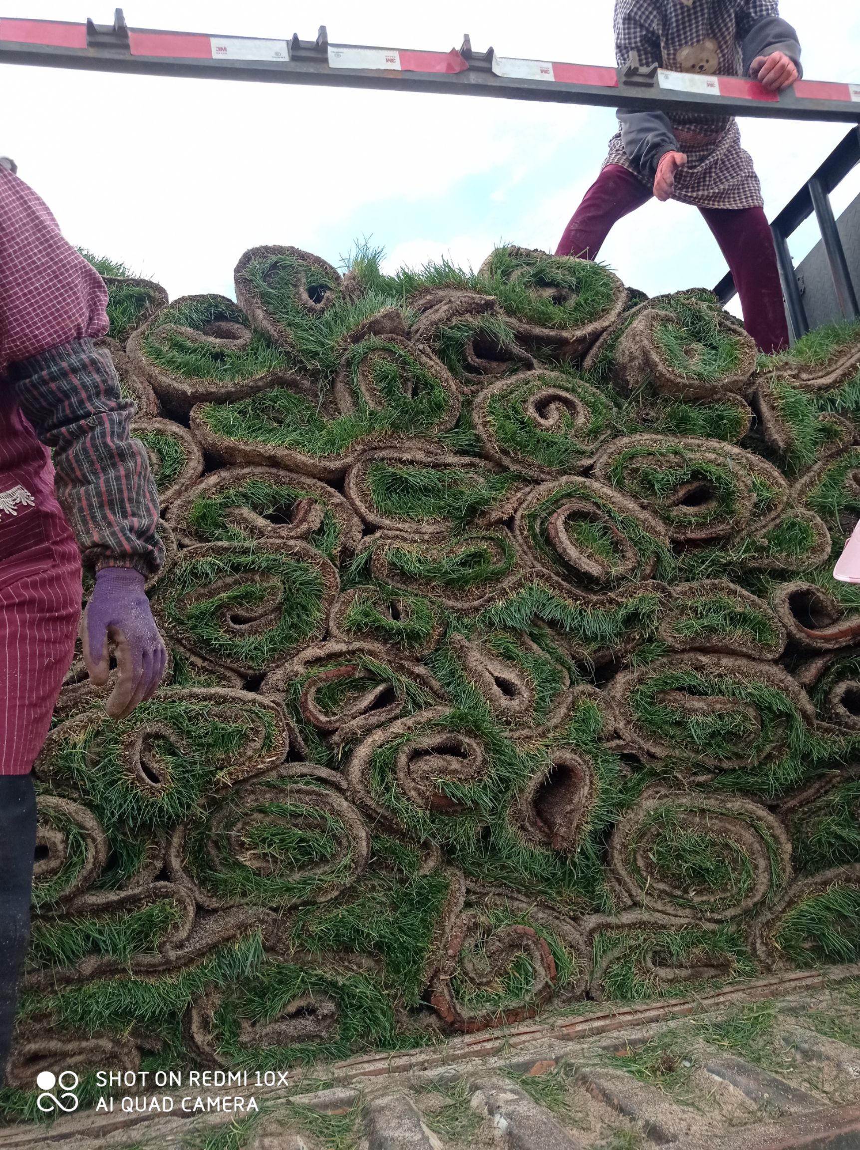 混播草坪：黑黑麦草，早熟禾，高茅羊三中混合播种