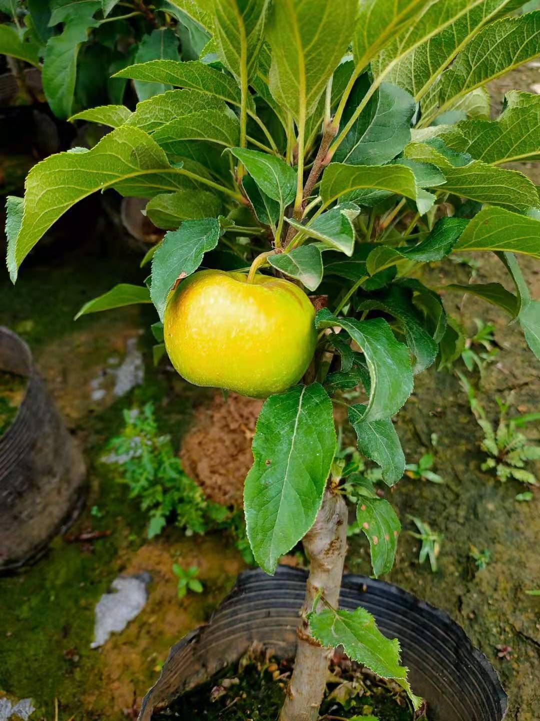 营养杯苹果树苗