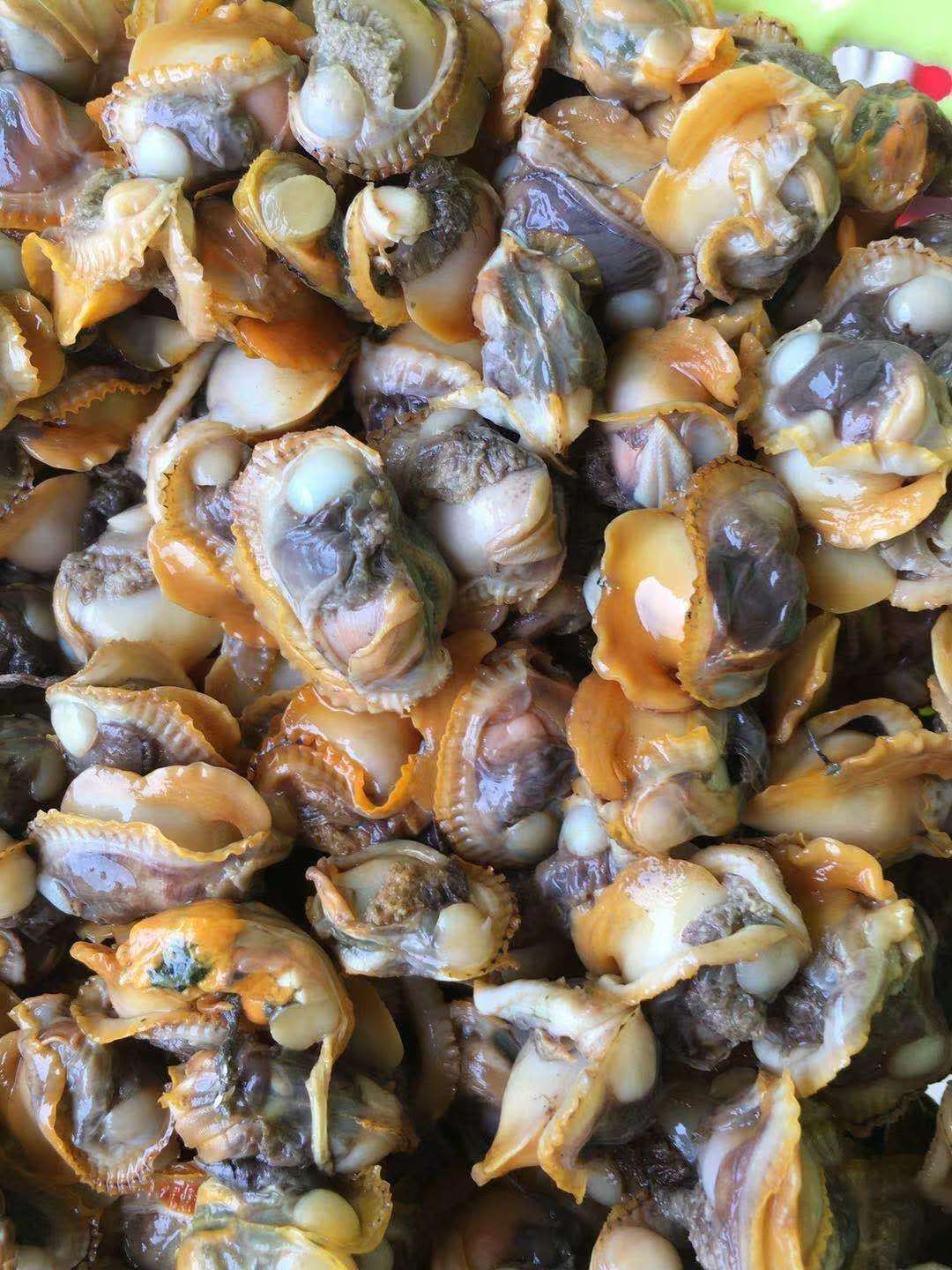 响螺肉 大量红螺 毛螺  毛蛤 螺肉 出售