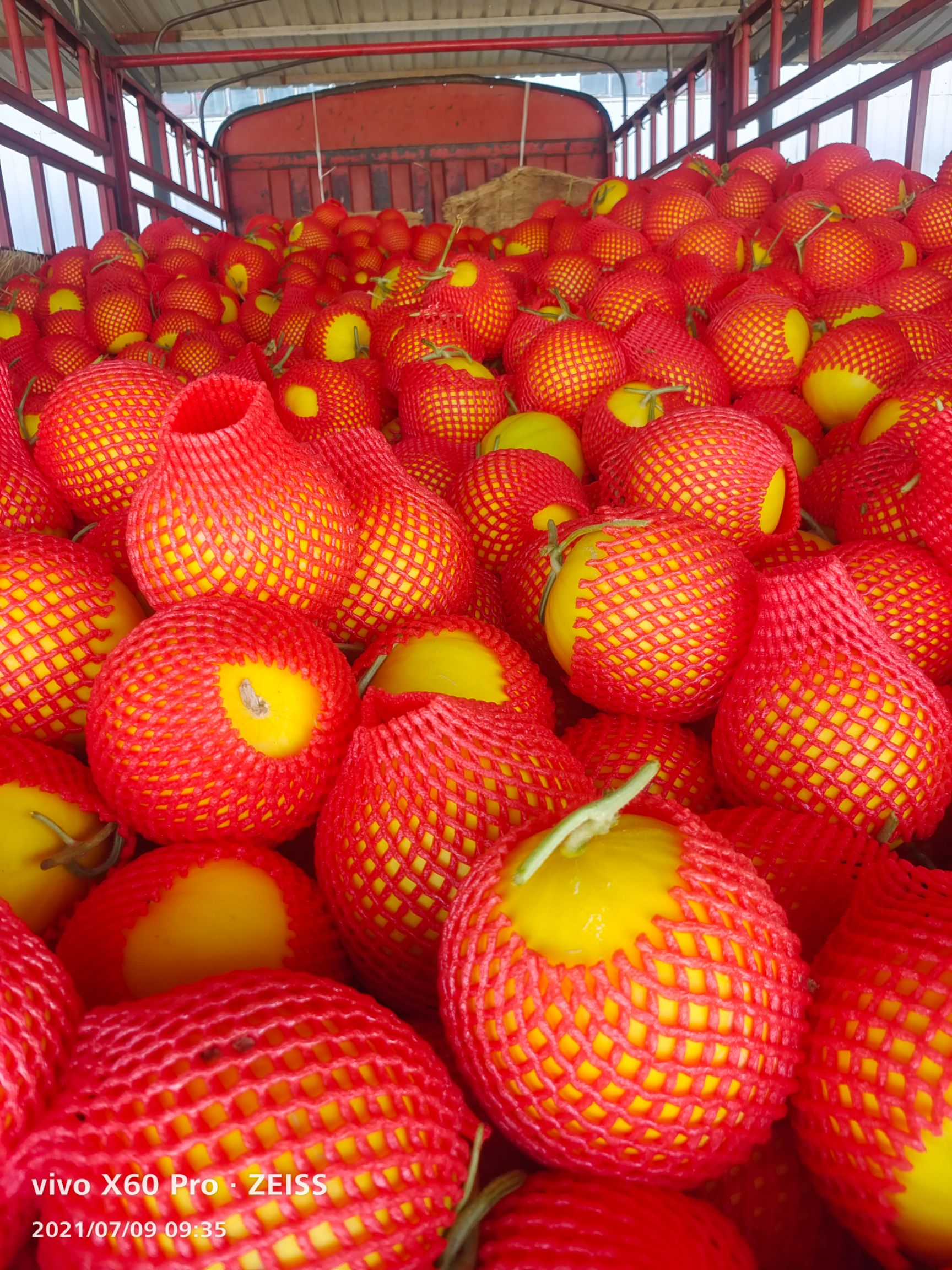 金红宝甜瓜  沙漠里的甜瓜