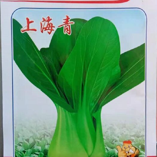 沭阳县上海青种子  四季小白菜上海青 矮杆青梗种子小青菜籽蔬菜盆栽阳台庭院