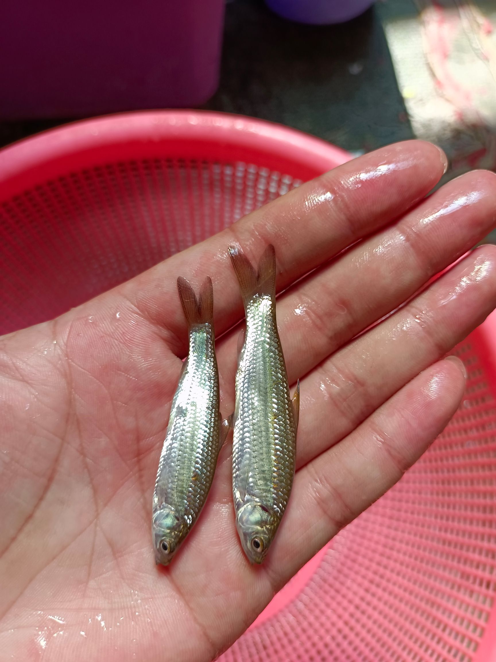 赤眼鳟鱼苗.赤眼鲮鱼苗.场地直销.诚信经营，量大从优，