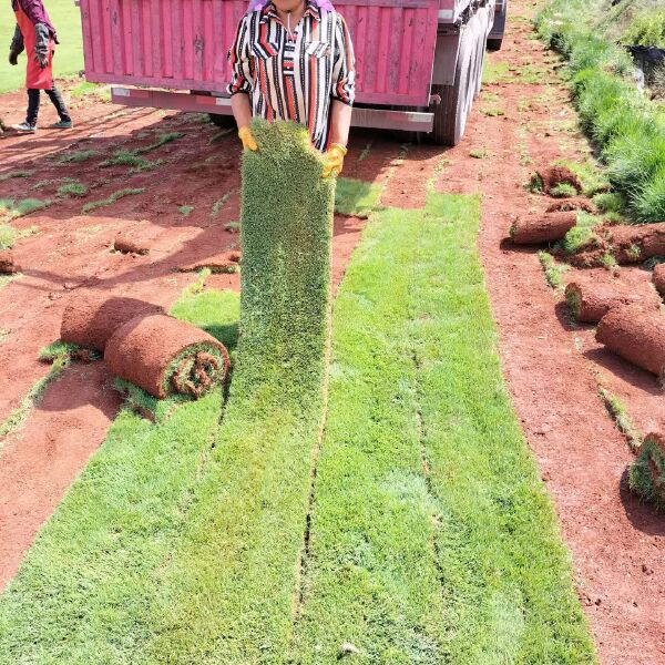 黑麦草  绿化草坪种植基地