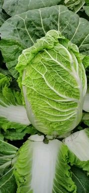 黄心大白菜。来自大山深处天然绿色。无虫眼。耐运输。