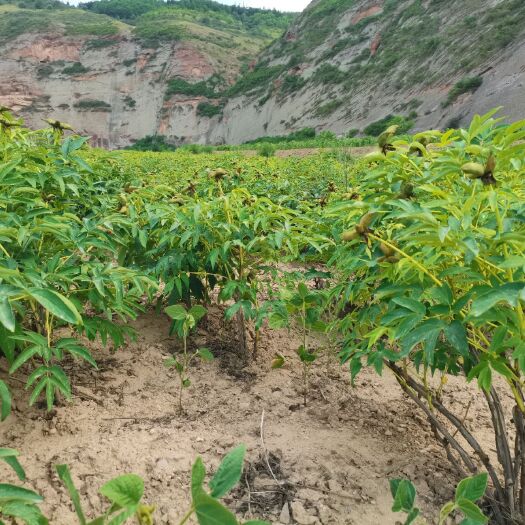 志丹县连丹  白牡丹
