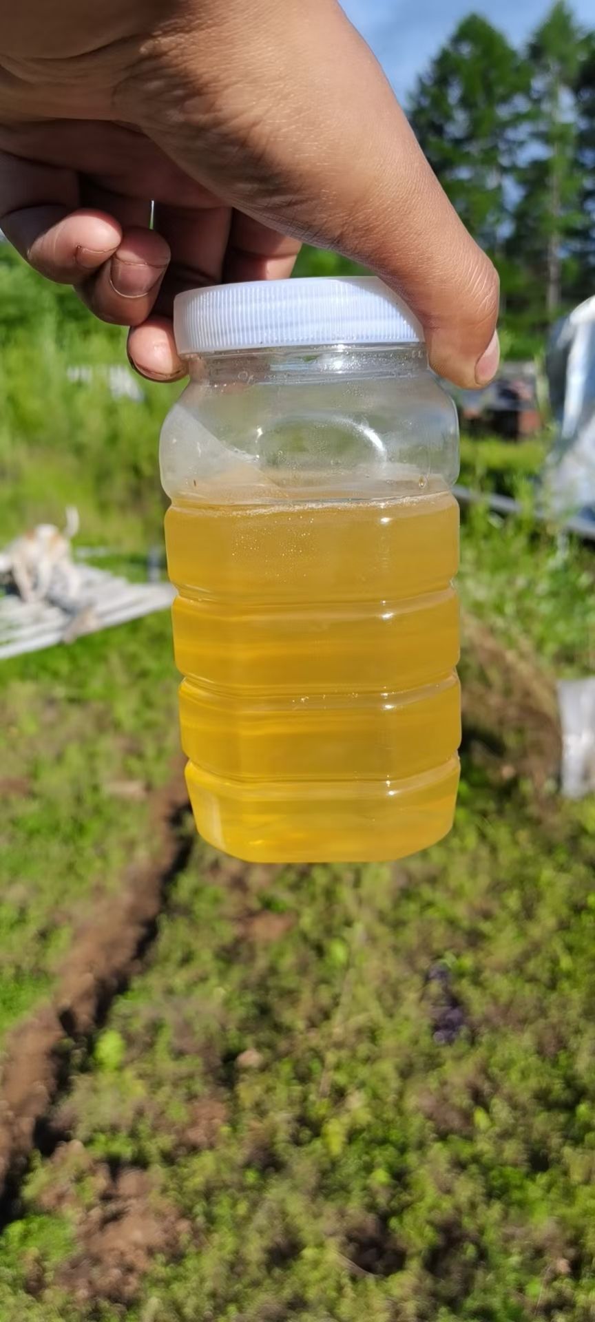 蜂蜜 椴树蜜 优质蜂蜜