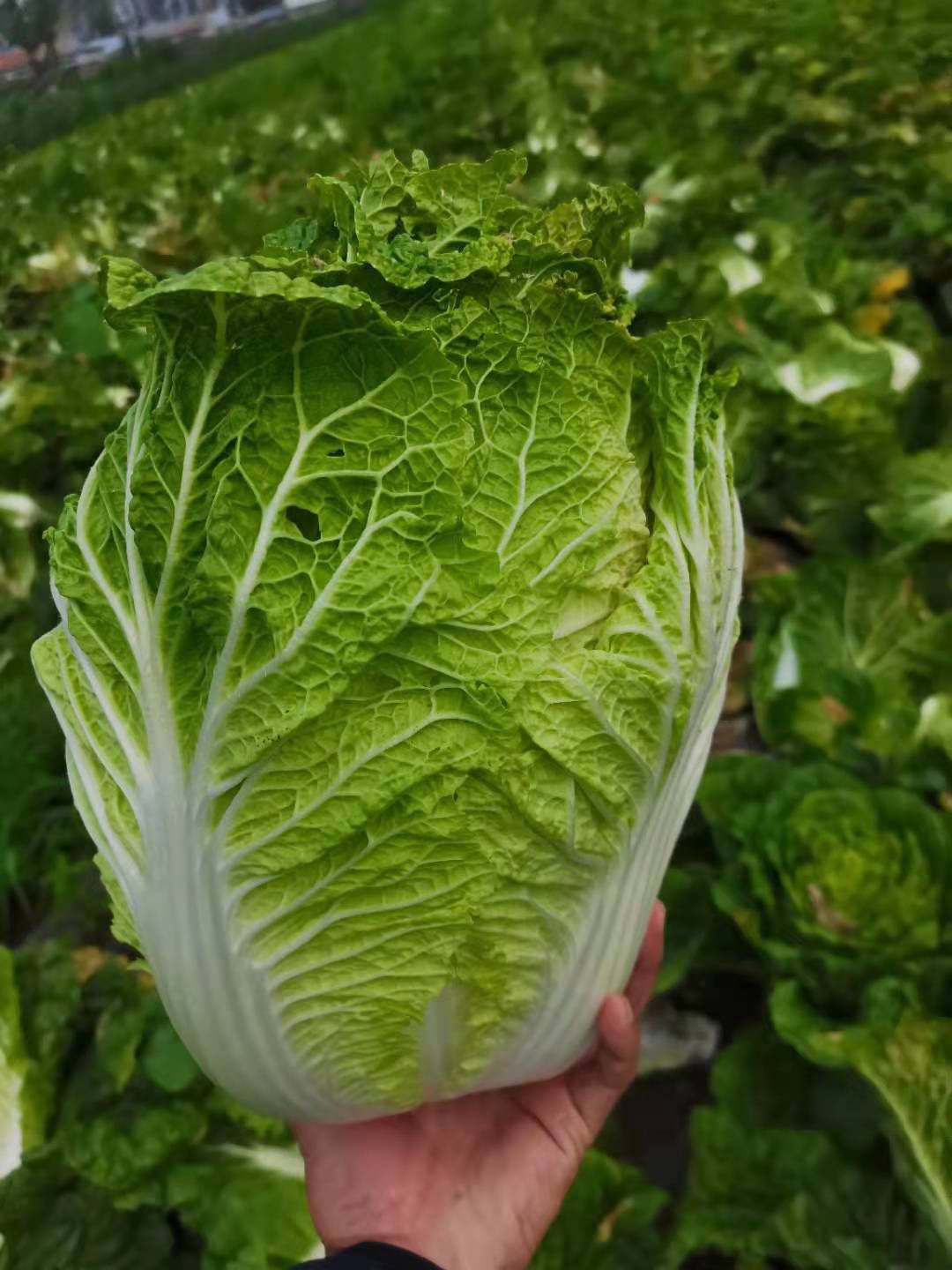黑龙江大庆肇州黄心大白菜
