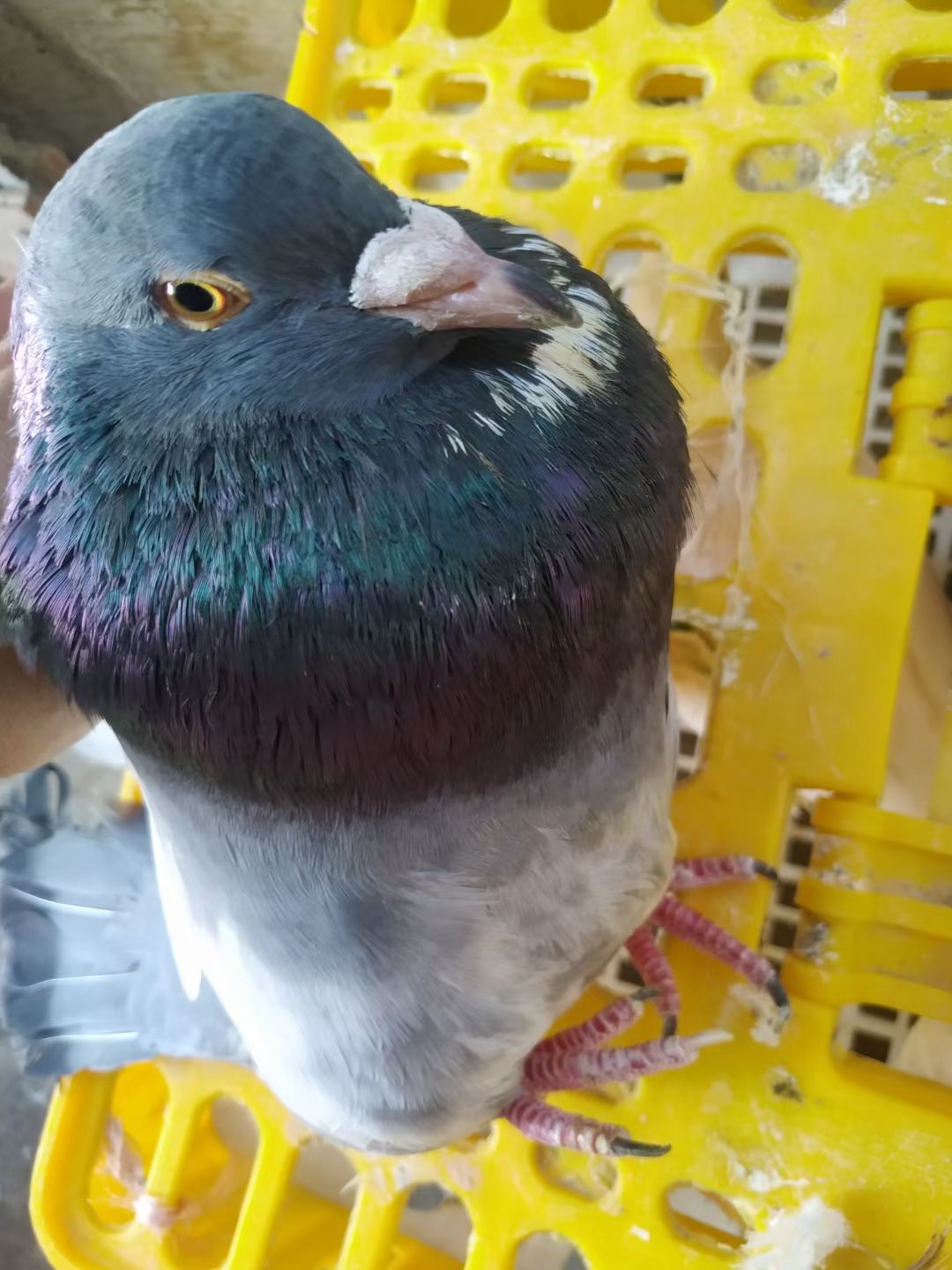 白条鸽 出售3年老鸽，25蚊一只