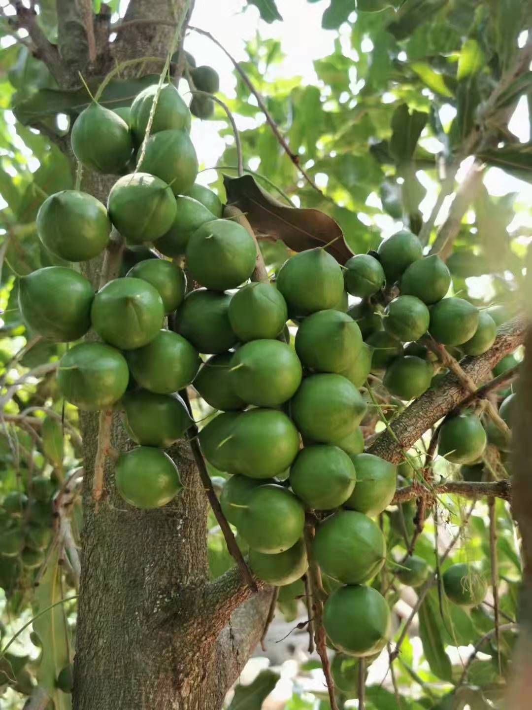 坚果包 云南澳洲坚果