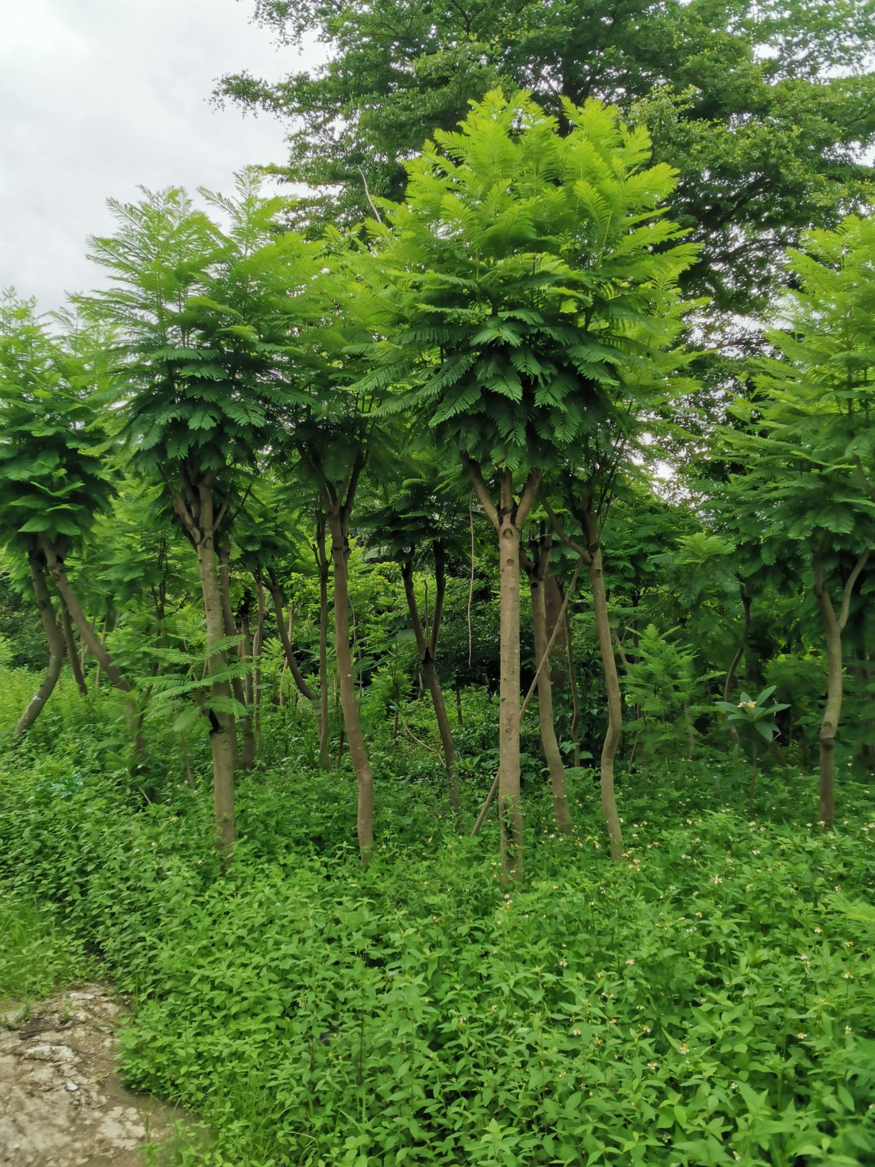 尖叶蓝花楹 蓝花盈