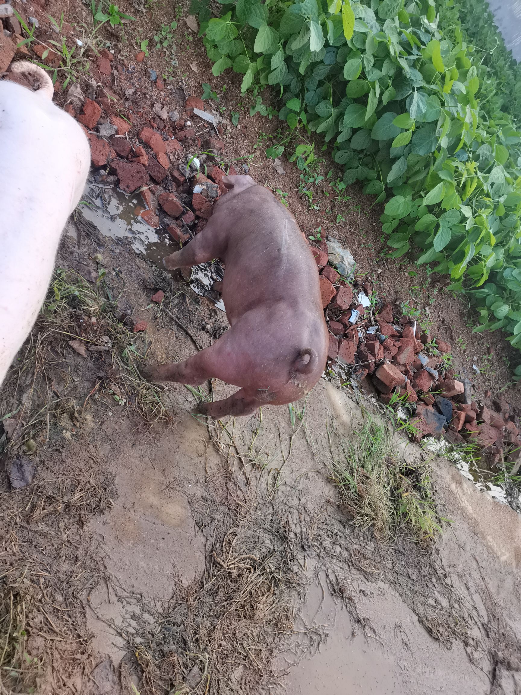 杜洛克猪  杜洛克种猪