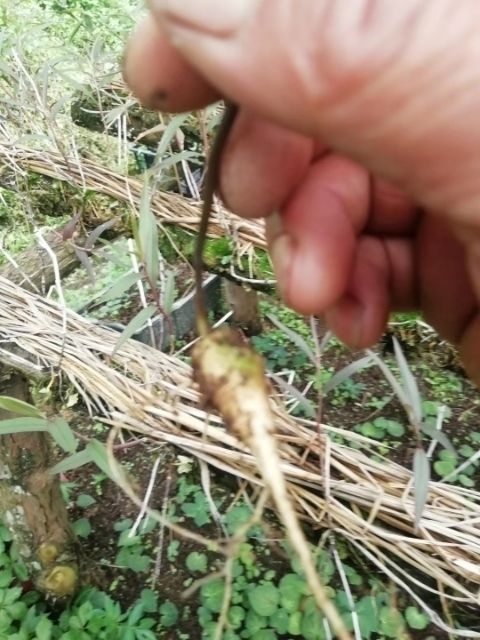 竹节参种苗