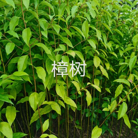 揭阳多杆香樟 香樟