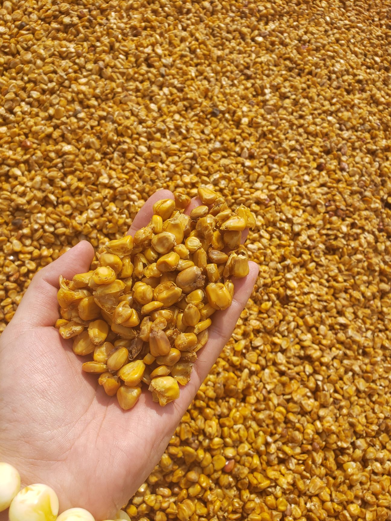 [酒糟批发]玉米酒糟 酒糟 酒糟粉价格2100元/吨 - 惠农网