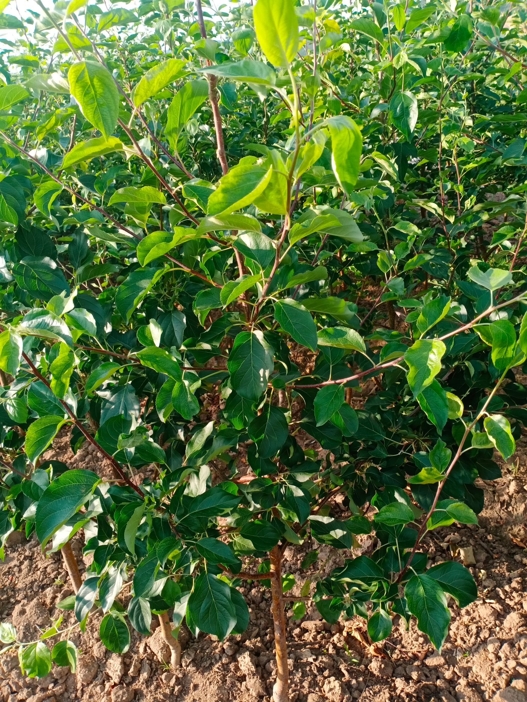 龙丰苹果苗  龙峰果树苗