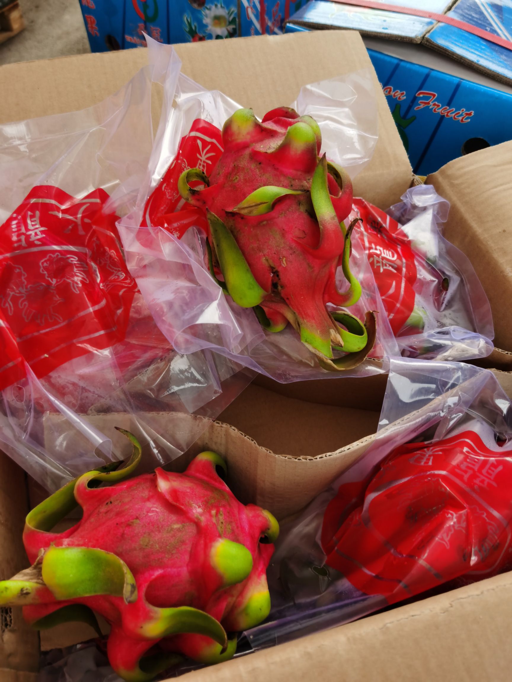 金都一号火龙果 越南红心火龙果