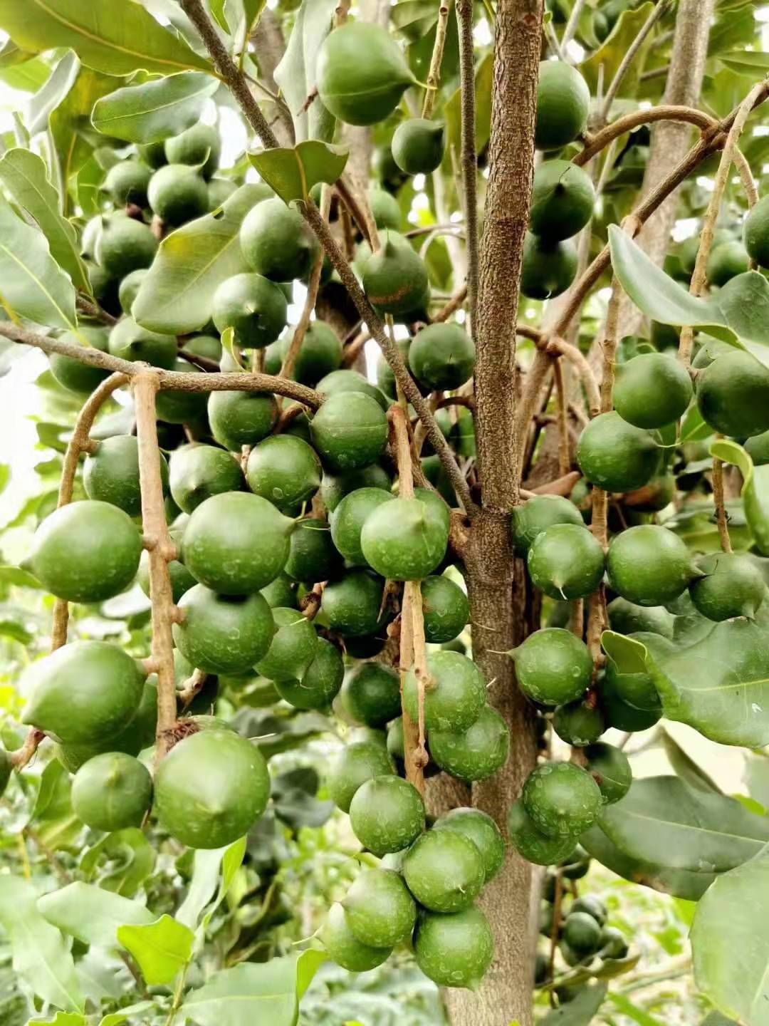 坚果包 云南澳洲坚果