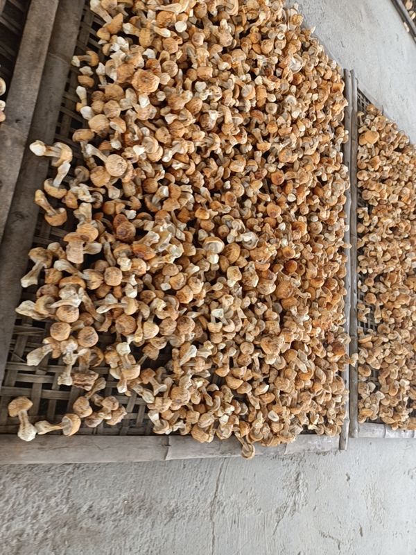 鲜松茸 金黄色小菇