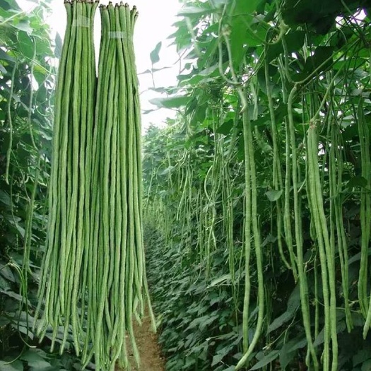 沭阳县油豆角种子  高产豇豆种子特长豆角种籽蔬菜种苗农家四季可种植