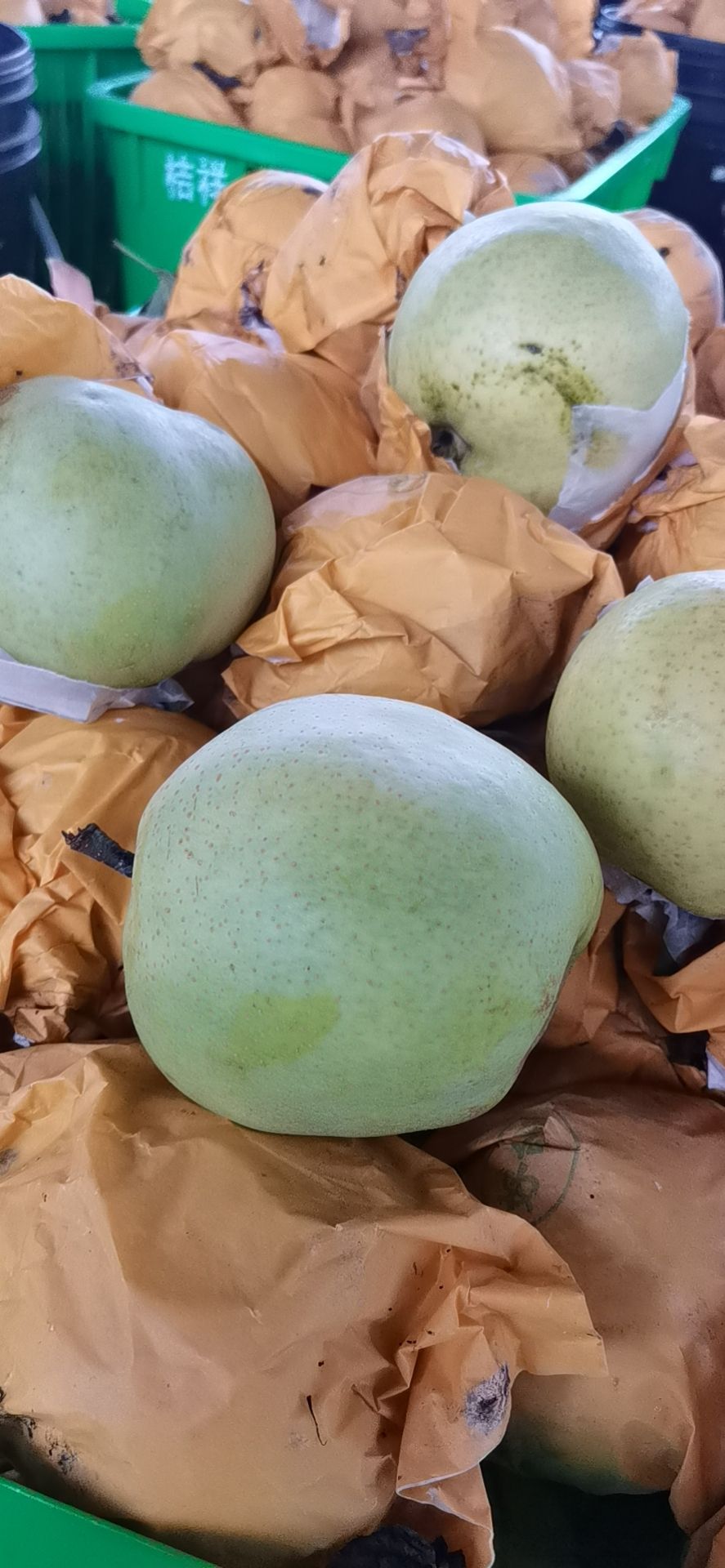 绿宝石梨 四川省成都市大邑县 