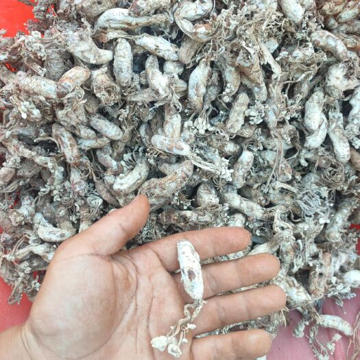 益阳蝉花