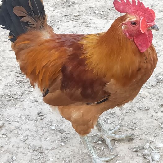 沭阳县白条鸡 自家散养 草公鸡 纯粮食喂养