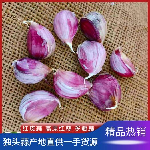 弥渡县红皮蒜  ，精选云南高原红蒜种子，产地直供。