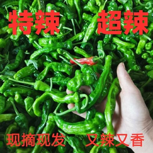 枣庄皱皮椒  枣庄小皱皮辣椒辣子鸡专用辣椒的螺丝椒