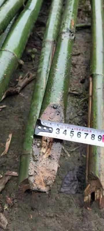 云南德宏黑竹子，品质好，肉质厚，很适合个种个样的架子竹。