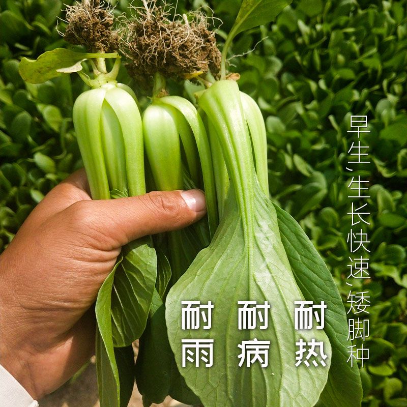 上海青种子  四季小白菜上海青 矮杆青梗种子小青菜籽蔬菜盆栽阳台庭院