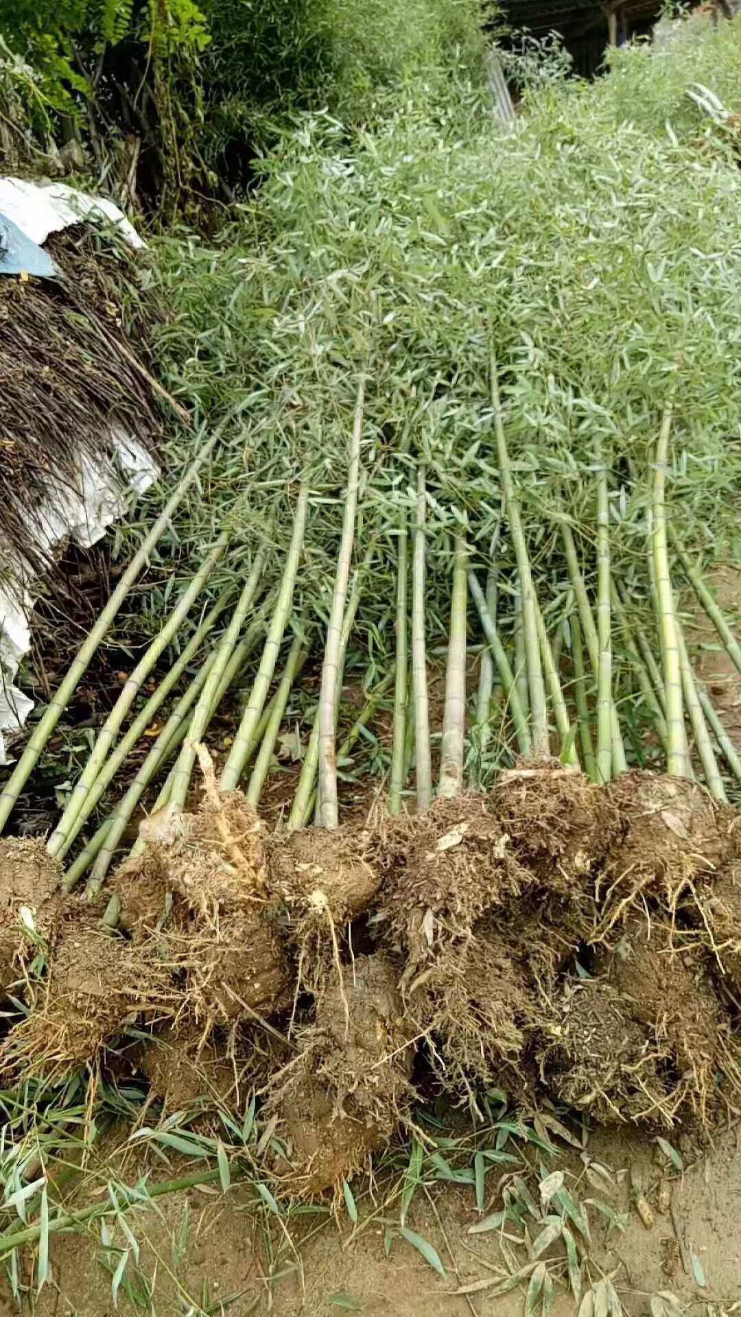 刚竹  竹苗， 淡竹，，旱园竹子，绿化竹苗 竹竿