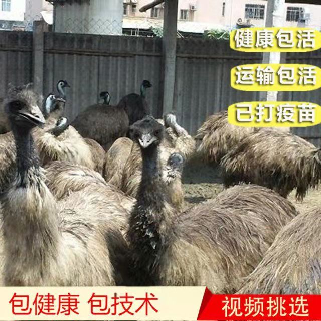  鸵鸟，成长速度快，环境简单