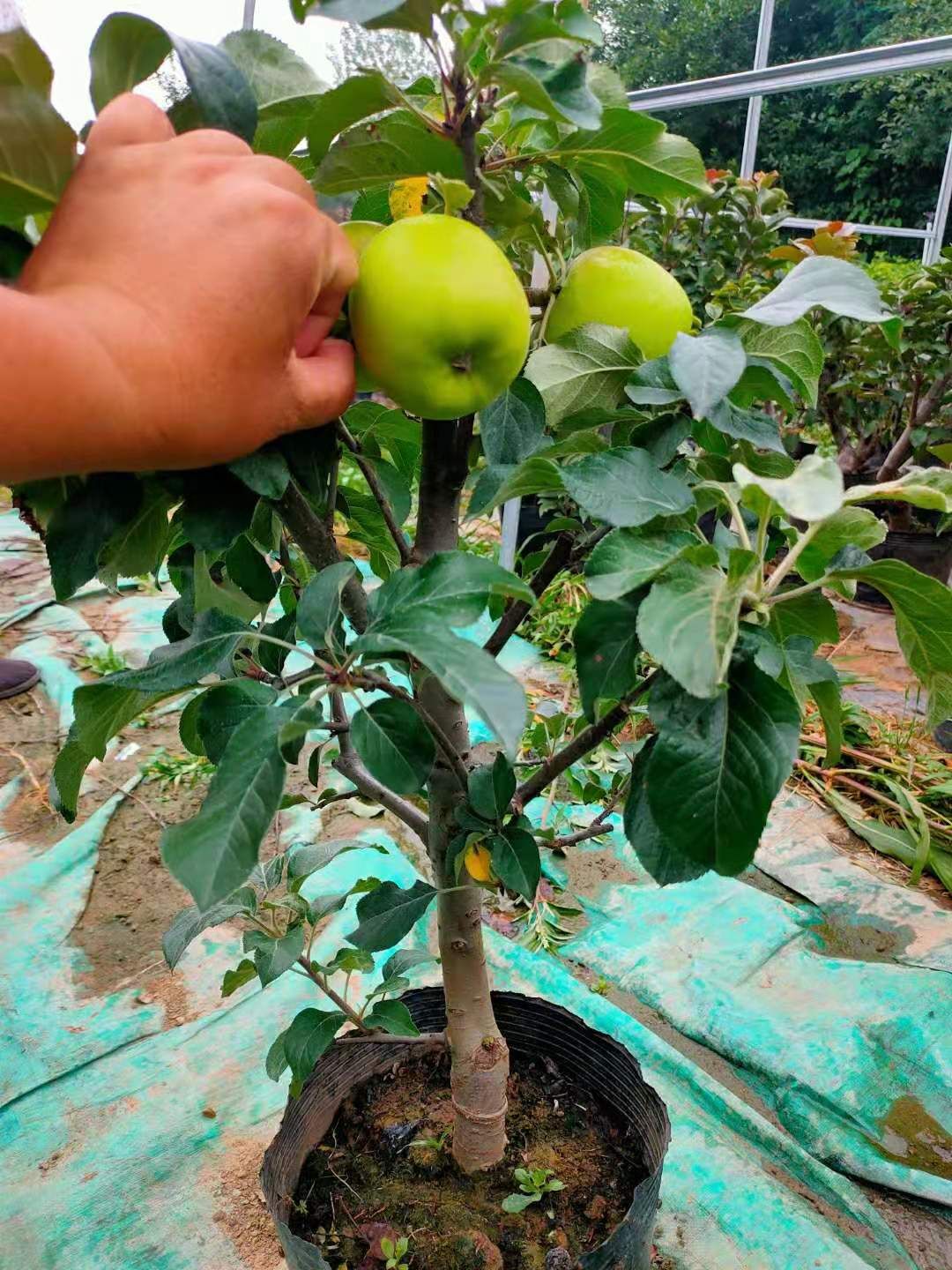 营养杯苹果树苗