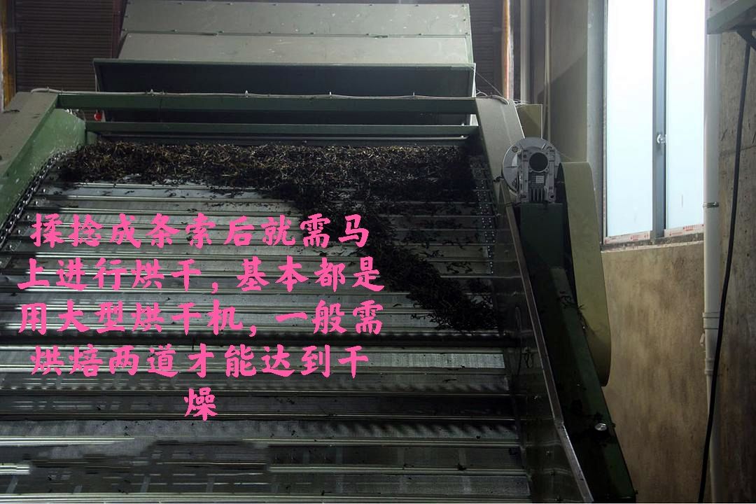 奇兰茶 2024春茶 福建省乌龙茶清香型兰花香奇兰韵味十足