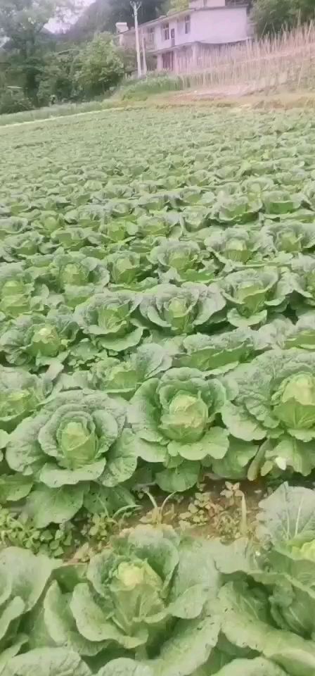 黄心大白菜。来自大山深处天然绿色。无虫眼。耐运输。