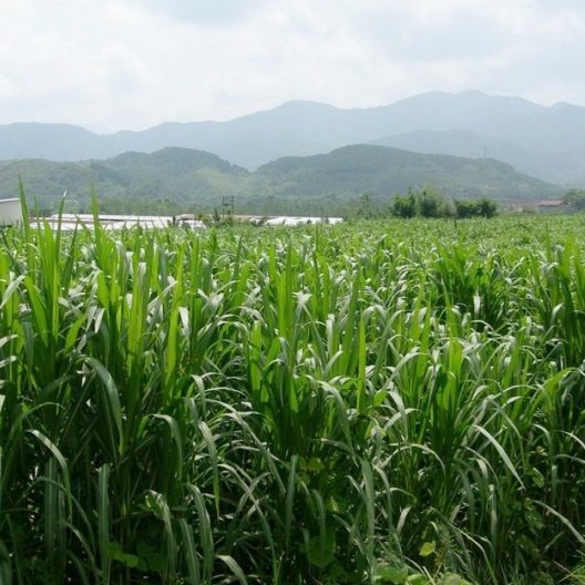 沭阳县牧草种子御谷种子杂交象草高产多年生供草期长多次收割禽畜牧草种