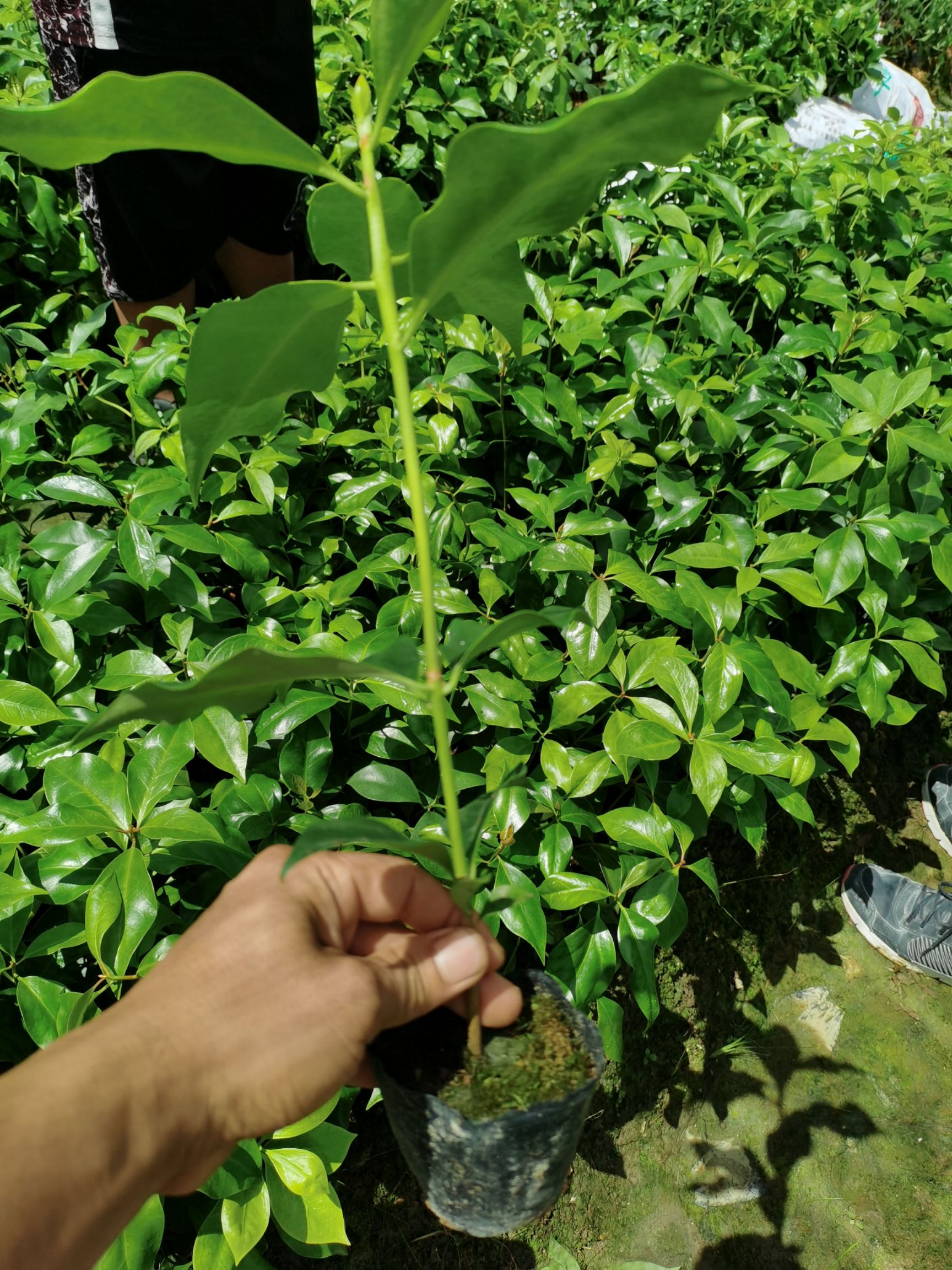 八角树苗  广西古龙大红八角树树苗杯苗实生苗20公分起