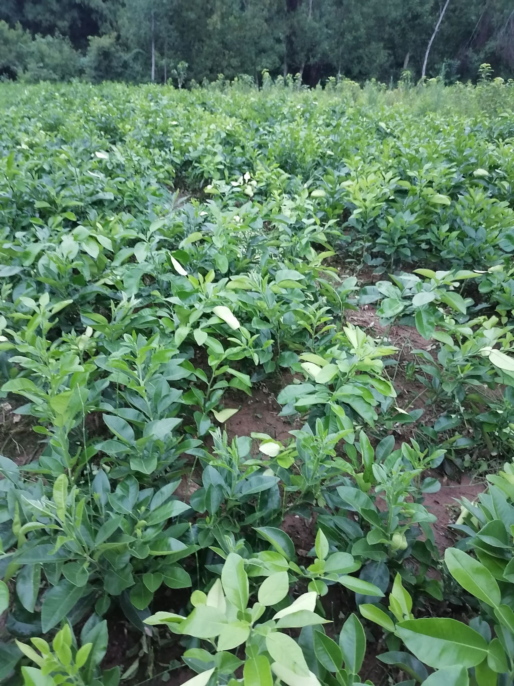 柚树苗泰国红宝石青柚苗  支持2公分带土起苗苗好无溃疡