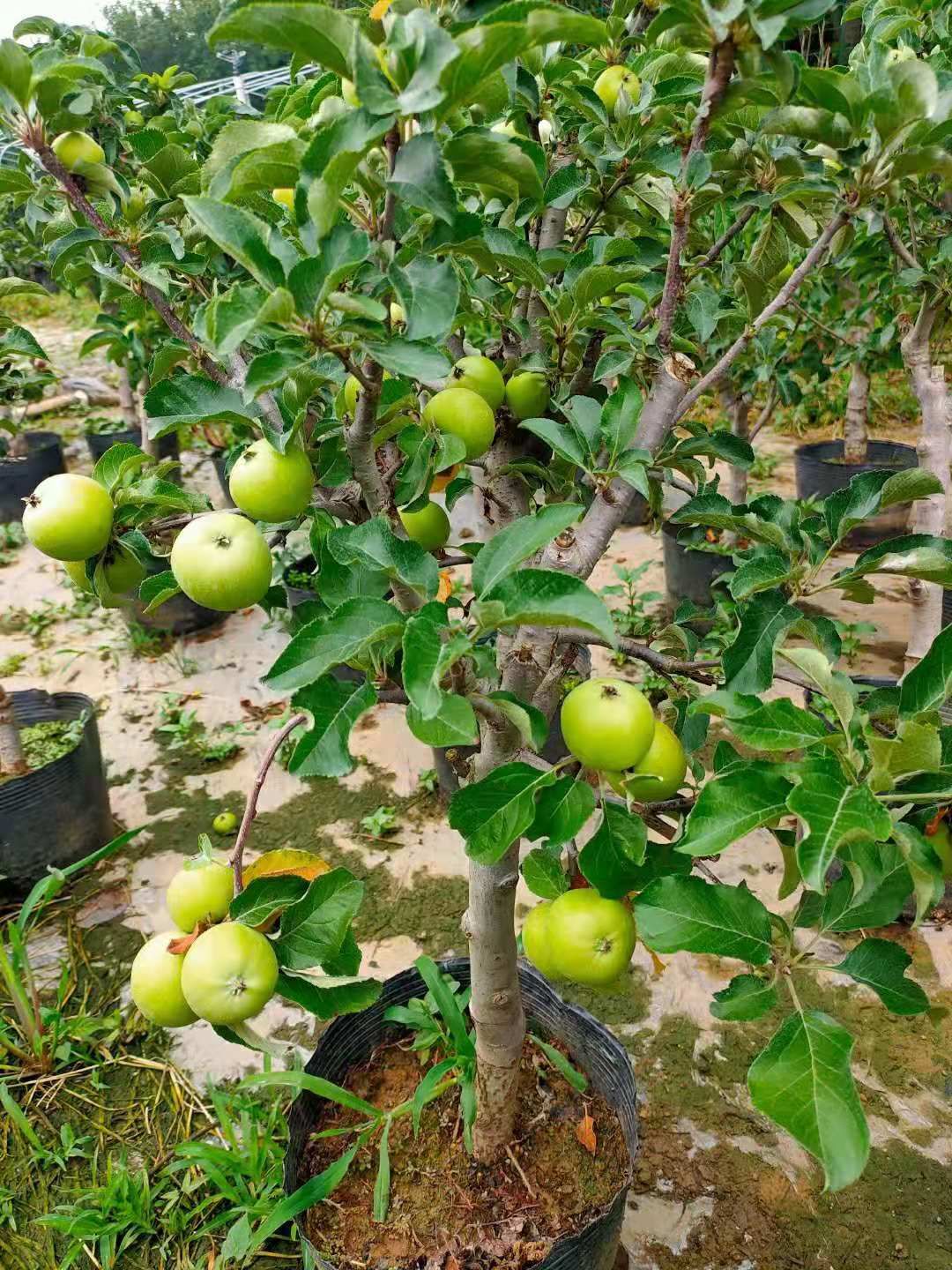 营养杯苹果树苗