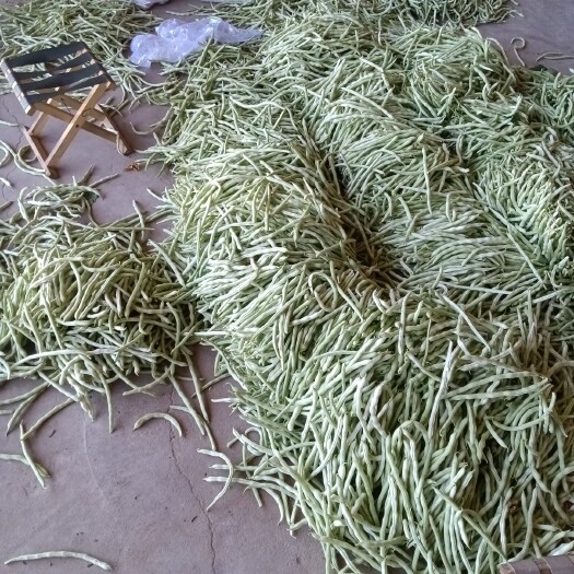 应县白条豆角 大量供应各种蔬菜