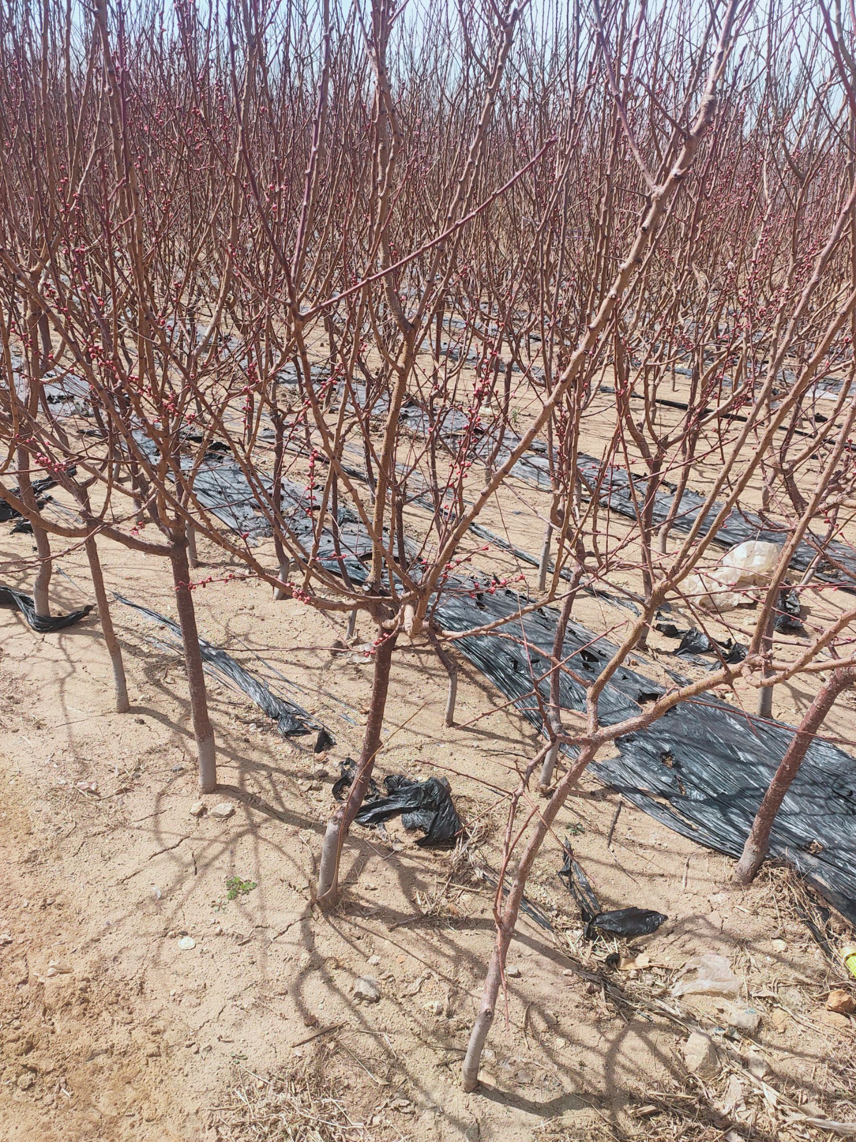 凯特杏苗  杏树苗