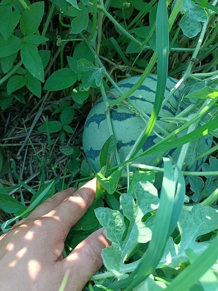 美都西瓜 微盟美都