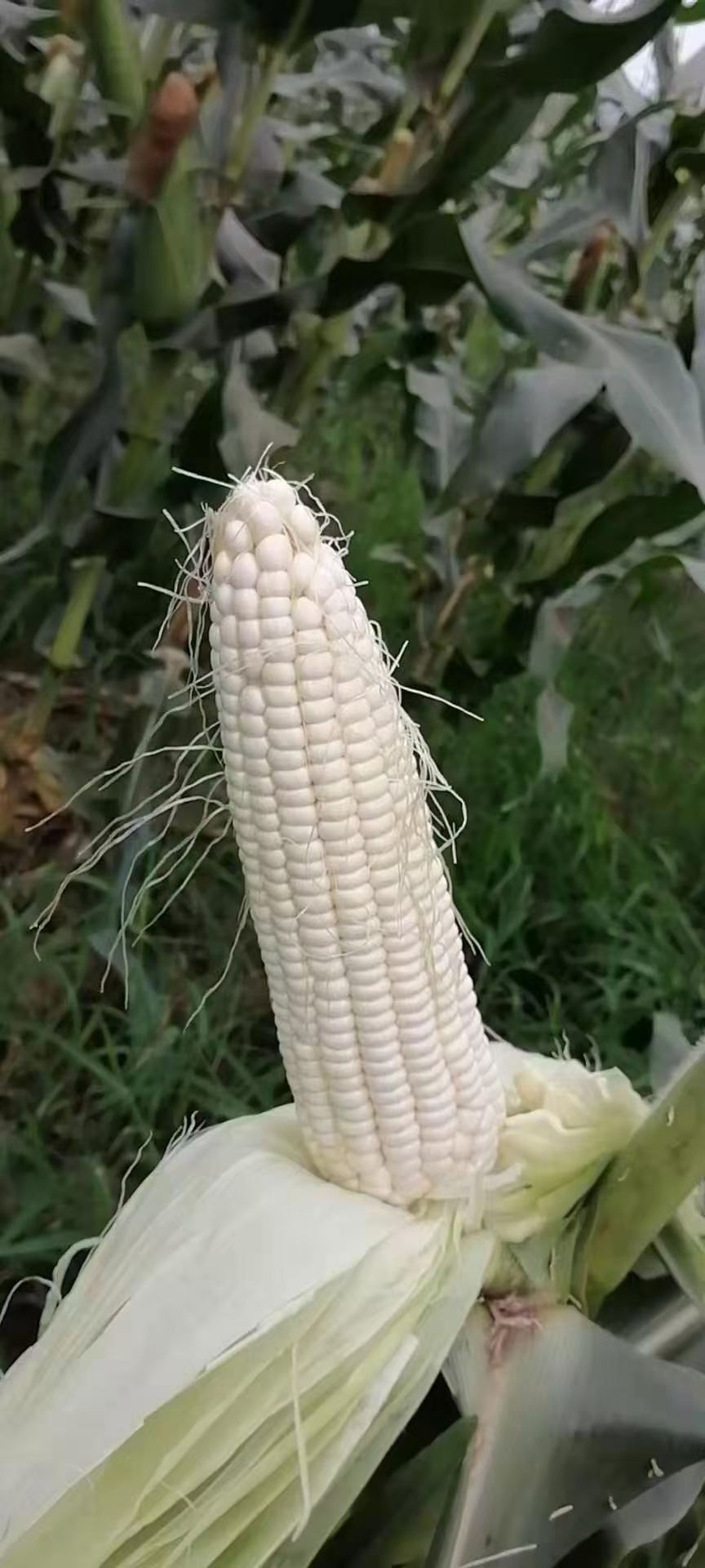 甜玉米 万诺2000