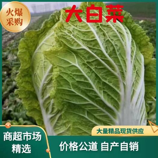 利川市黄心大白菜。来自大山深处天然绿色。无虫眼。耐运输。