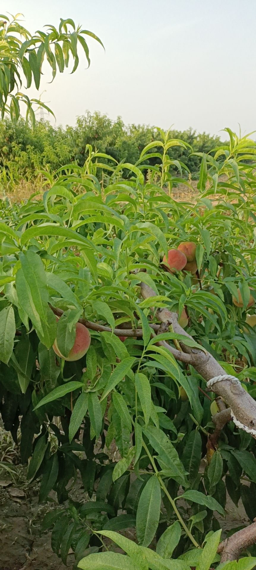 黄油桃 黄盘桃9..7－7等大量上市。毛桃沙牙红桃即将上市